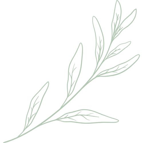 gezeichneter Zweig mit Blättern